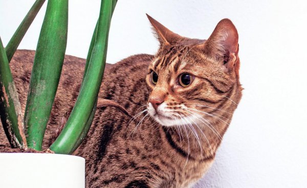 长得像老虎的猫是什么品种