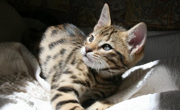 长得像老虎的猫是什么品种