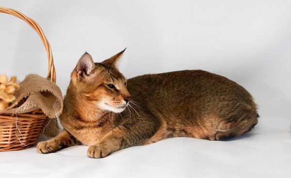 长得像老虎的猫是什么品种