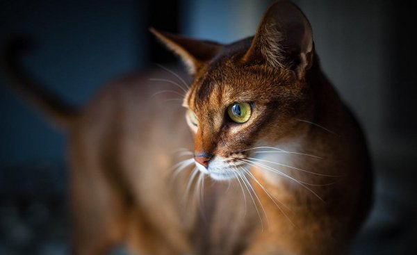 长得像老虎的猫是什么品种