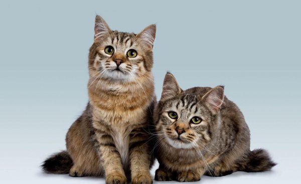 长得像老虎的猫是什么品种