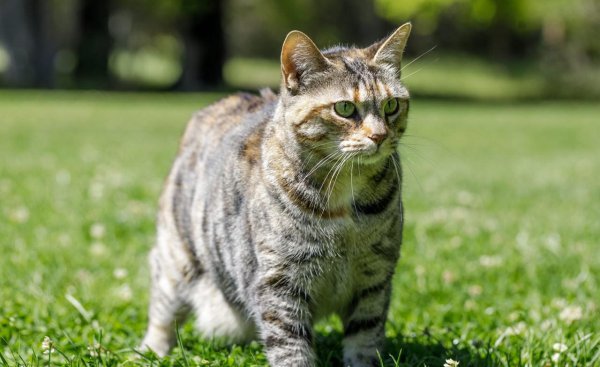 长得像老虎的猫是什么品种