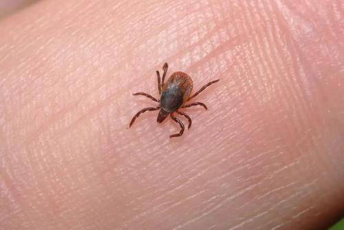 蜱虫在什么季节出现什么时间消失