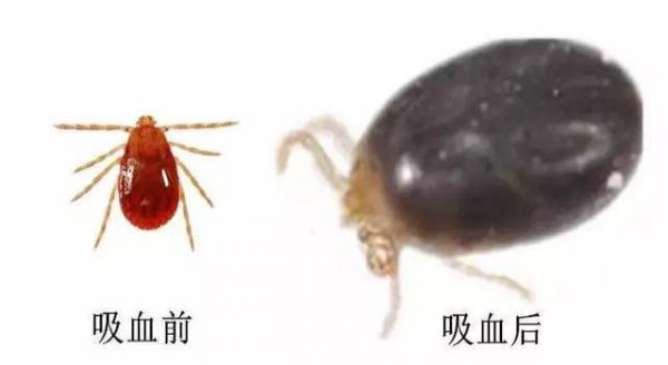 蜱虫在什么季节出现什么时间消失