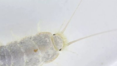 家里怎么会突然有衣鱼 屋子里有衣鱼的原因及处理干净方法