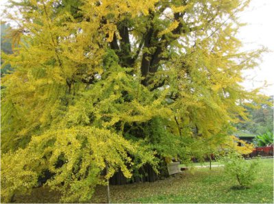 银杏叶在风水上代表什么 银杏叶的象征寓意和风水作用