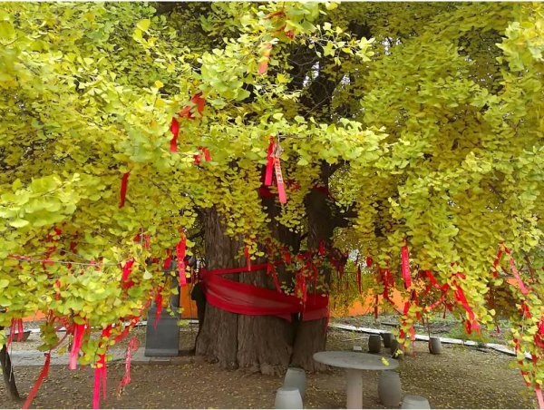 银杏叶在风水上代表什么