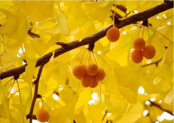 银杏叶在风水上代表什么