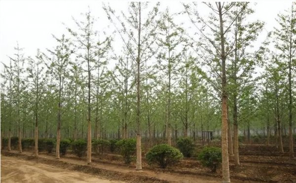 银杏叶在风水上代表什么