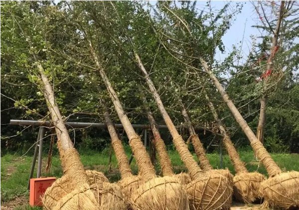 银杏叶在风水上代表什么