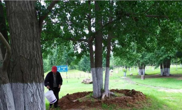 银杏叶在风水上代表什么