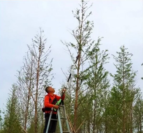 银杏叶在风水上代表什么