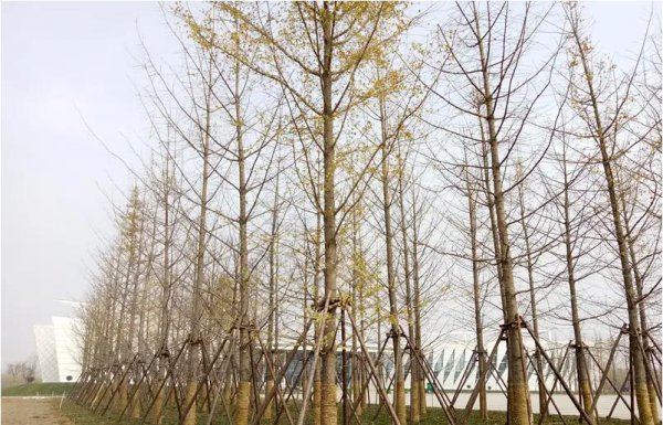 银杏叶在风水上代表什么