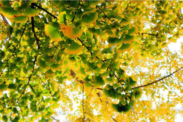 银杏叶在风水上代表什么