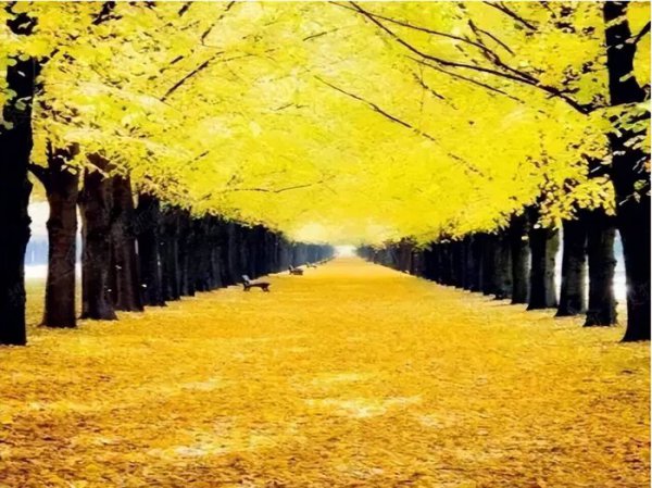 银杏叶在风水上代表什么