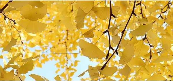 银杏叶在风水上代表什么