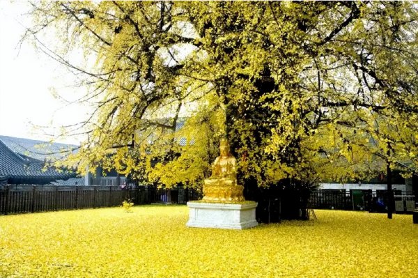 银杏叶在风水上代表什么