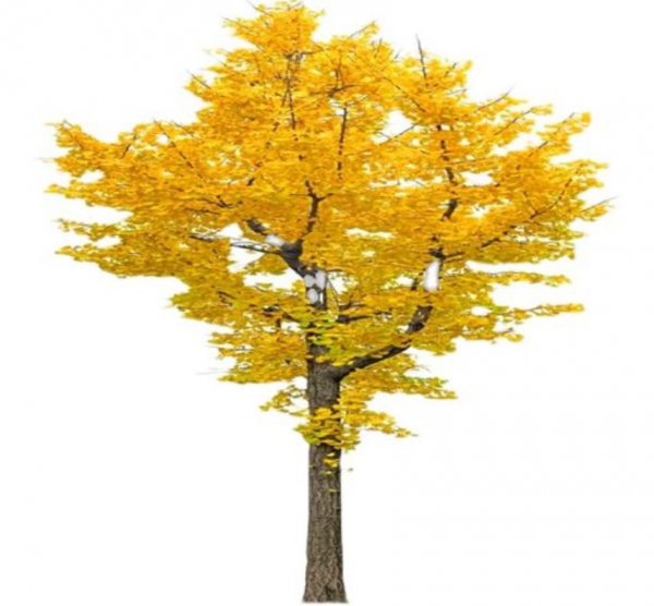 银杏叶在风水上代表什么