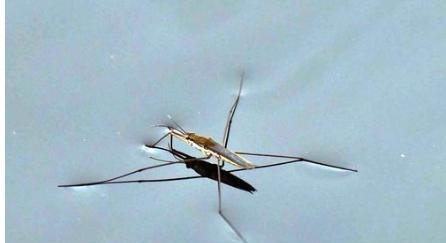 水上漂的虫子叫什么