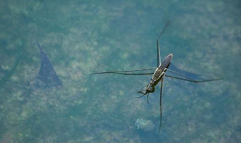 水上漂的虫子叫什么