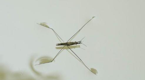 水上漂的虫子叫什么