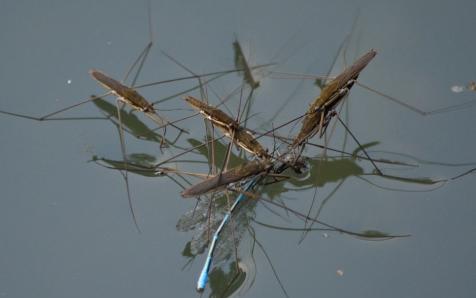 水上漂的虫子叫什么