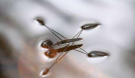 水上漂的虫子叫什么