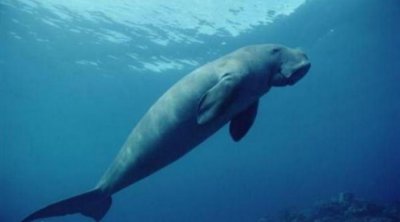 世界上真有美人鱼吗 传说中的美人鱼是真实存在的吗