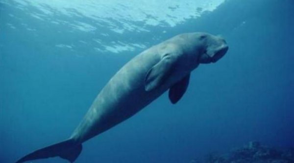 世界上真有美人鱼吗