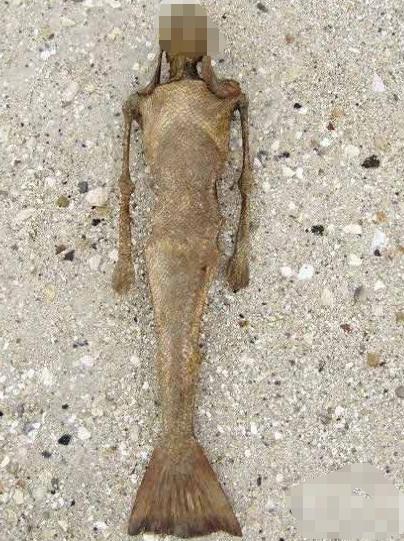 世界上真有美人鱼吗