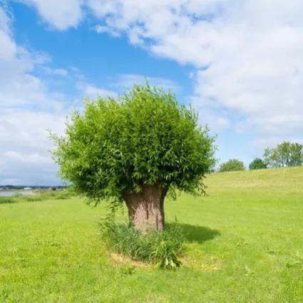 清明节有哪些传说和来历
