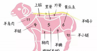 羊蝎子是什么肉好吃吗 羊蝎子是羊身上的什么部位