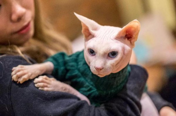 不长毛的猫叫什么名字