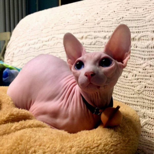 不长毛的猫叫什么名字