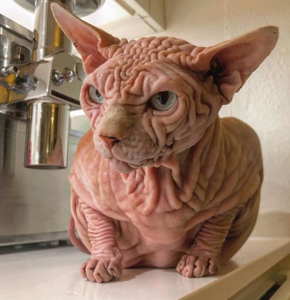 不长毛的猫叫什么名字