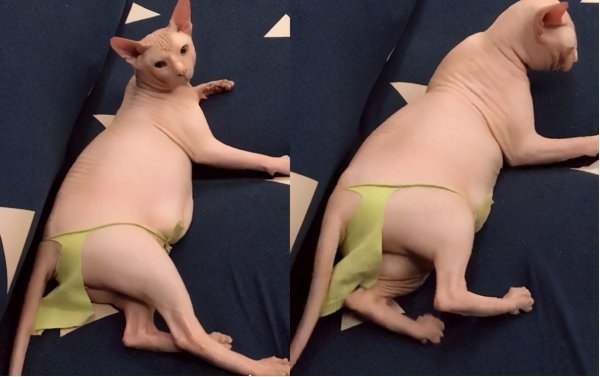 不长毛的猫叫什么名字