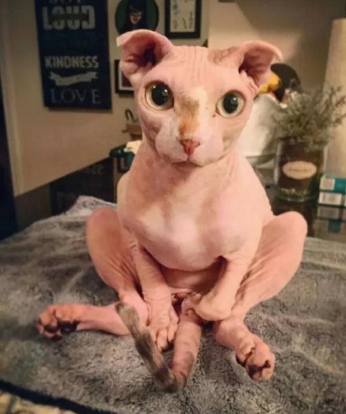 不长毛的猫叫什么名字