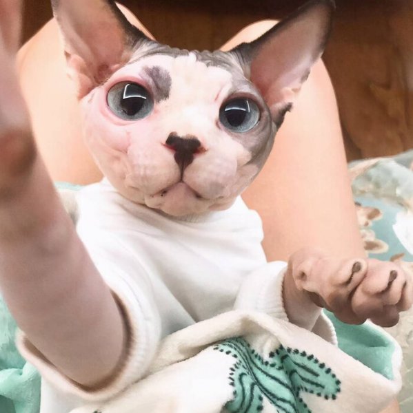 不长毛的猫叫什么名字