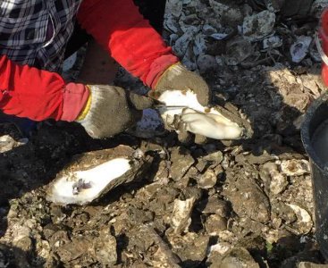 生蚝里面黑色的是屎吗 生蚝上有黑色的是什么需要处理吗