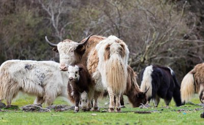 牦牛是哪个地区的特有动物 牦牛主要分布在我国哪个地区