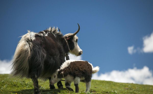 牦牛是哪个地区的特有动物