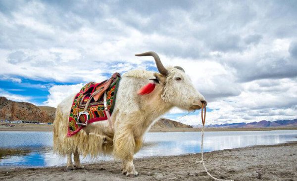 牦牛是哪个地区的特有动物