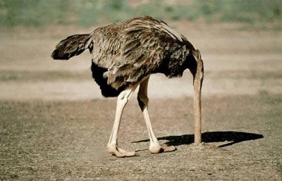 鸵鸟为什么把头埋在沙子里 鸵鸟什么情况下把头贴近地面