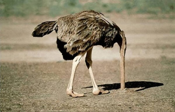 鸵鸟为什么把头埋在沙子里