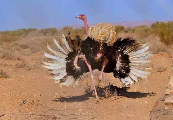 鸵鸟为什么把头埋在沙子里