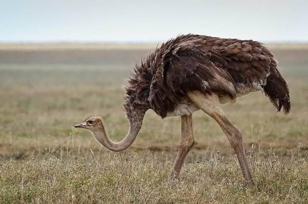 鸵鸟为什么把头埋在沙子里