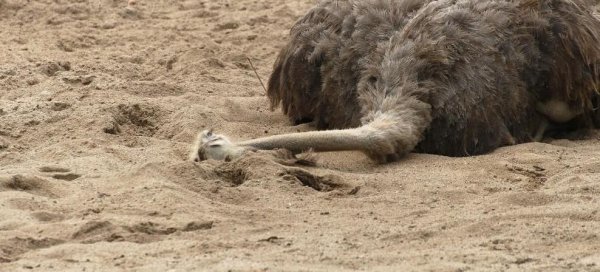 鸵鸟为什么把头埋在沙子里