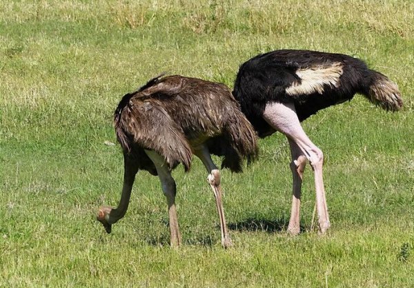 鸵鸟为什么把头埋在沙子里