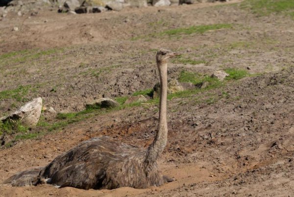 鸵鸟为什么把头埋在沙子里