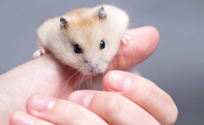仓鼠怎么养才粘人 仓鼠怎么养才亲近对主人有好感